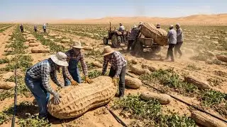 They Tried Growing Peanuts In The Desert - The Results Shocked Millions Of People
