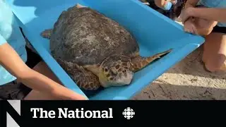 #TheMoment Canadians helped rescued sea turtle return to the water