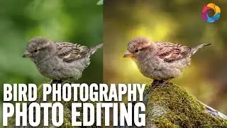 Birds Photography Editing and Blending (PSD Box)