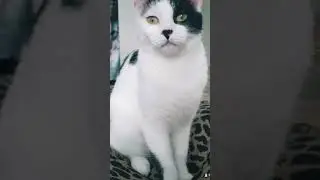 Cutest black and white kitten #kitten #cats #cutecat #cute