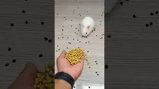 ✨🐰 Satisfying 🌈✨ Reverse Video ASMR 🐇 #viralshorts #satisfyingloop  #reverse #asmr #shorts #relaxing