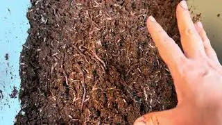 A Clever Trick! Convince Your Worms To DIVE