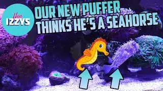 Our new puffer thinks he's a sea horse