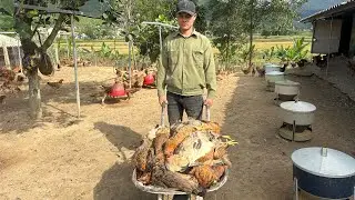 Chickens Dying Non-Stop! Poultry Farmers Confused and Helpless