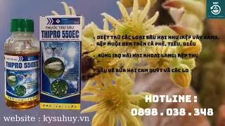 THIPRO 550EC &ndash; THUỐC TRỪ S&Acirc;U ĐỤC QUẢ, ĐỤC CUỐNG, RỆP S&Aacute;P, RẦY XANH - 0898.038.348 #thipro550ec
