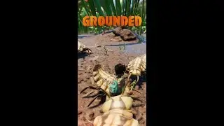 GROUNDED 101 | PEEP.R