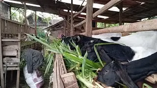 kAMBING JAWA RANDU FUL MAKAN ODOT SANGAT DOYAN 