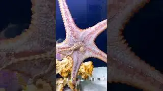 Have you ever seen a starfish eat? ⭐🐟