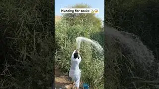 Hunting for snake 🐍 wait for end 🥵😱 #farmer #farming #snake #hunting #eggs