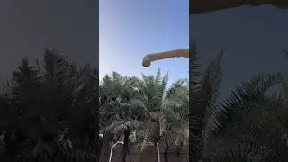 للبيع مزرعة الاحساء صك حر جميع المعلومات في الفيديو تواصل معنا 0501909979