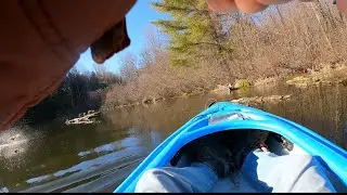 Largemouth Bass pre spawn on large pond. Bass-hawg baits salamander series swim jig.