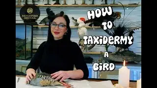 Beginners Taxidermy . How to taxidermy a bird - Cleaning Wings
