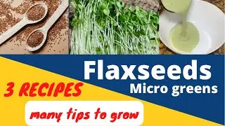 #4 Flaxseed micro greens 2 ways to grow and 3 ways to eat .