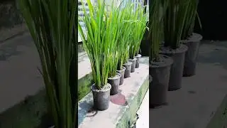 DSR method growing rice plant #farming #gardening #short video #paddy plant