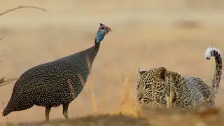 Clumsy Leopard Cub Learns to Hunt | BBC Earth