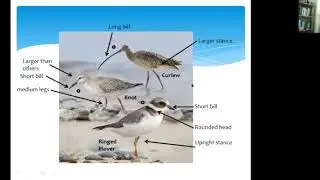 Coastal Birds:  ways to identify birds on the move in west Wales