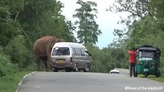 Wild Elephant Attack in Sri Lanka | Real Footage of Dangerous Encounter in Village