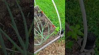 Possible thief in the garden #gardening #garden