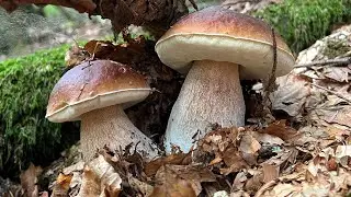 LO SPETTACOLO DEL MISTO FAGGIO ➖ PORCINI 2023