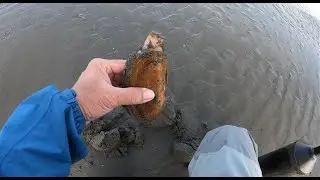 Digging Clam and fishing Perch, and got my limit.