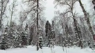 Snowy Forest. pt.12. January 2024