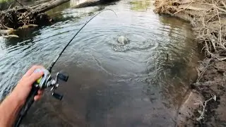 Ferocious River Beast,  BIG Bluenose Cod of Surface ( TROUT COD )