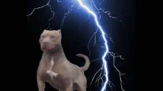 pitbull red nose ivan