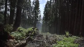 Waldschutz Schweiz