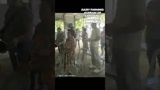 CARABAO' FRESH MILK FARMING CAINDANG FARMERS,,CANDAIGAN, LOON, BOHOL,PHILS