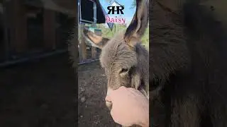 Day 11: Baby Mini Donkey 🐴 Peaceful Time with Daisy Minimal Talking, Just Nature Sounds 🌿✨