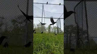 Love my crow bros #corvid #crow #birding #friends #bekind #nature #naturelovers #outdoors