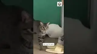When Pets Discover Echoes &ndash; TOO FUNNY