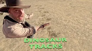 REAL Dinosaur Trails!!! Twenty Mile Dinosaur Trackway Utah.