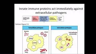 Immunology Fall 2019 Lecture 3: Antimicrobial Peptides and Complement