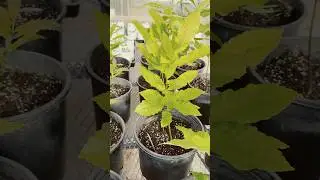 Chestnut Seedling Progress. #farming #florida #chestnuts #shorts