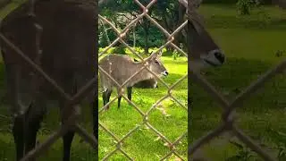 Female Waterbuck dont have horns only males do have#nature# #safaritour #wildlife #zoo#wildanimals