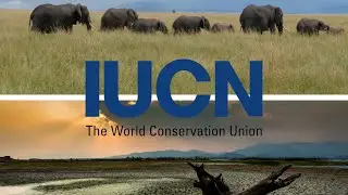The International Union for Conservation of Nature (IUCN)
