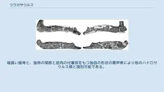 ウラガサウルス