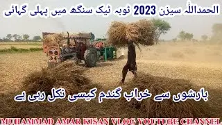 Wheat average 2023 mf 260 performance,wheat thresher machine #mf260 #wheat #muhammadamarkisanvlog