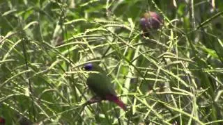 Blue Faced Parrotfinches feeding