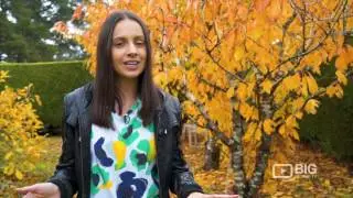 Maze House Cafe, Garden, Functions, and Accommodation in Melbourne VIC for Good Food and Maze Games