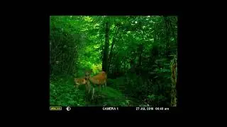 Trail Cam Captures - young deer & mom