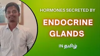 Hormones Secreted by Endocrine Glands in Tamil
