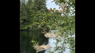 Fall  Webworm on Sunshine Coast of BC   SD 480p