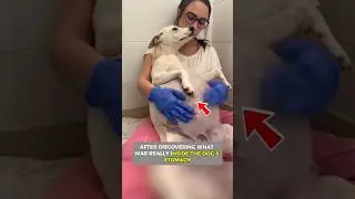 The Shocking Discovery Inside This Dog's Belly Left Everyone Speechless #facts #redditst #redditis