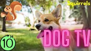 Dog TV - Squirrels! Dog Music - Dogs Relaxation Music - NO ADS - Dog Calming Music to Sleep - Folk