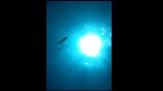 Phone dropped on ocean floor, recovered and it records the whole thing!