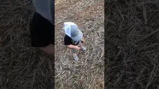 Обновление информации о кукурузе от Генри #farmtok #plant22 #farmer #northcarolina #notill #young...