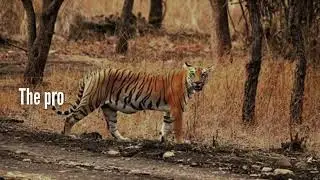 State Wildlife Board Approves Mining in Chandrapur Tiger Corridor Amid Criticism