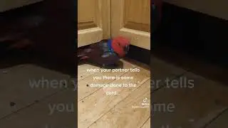 parrots are destructive and like naughty children - this is why we cant have nice things